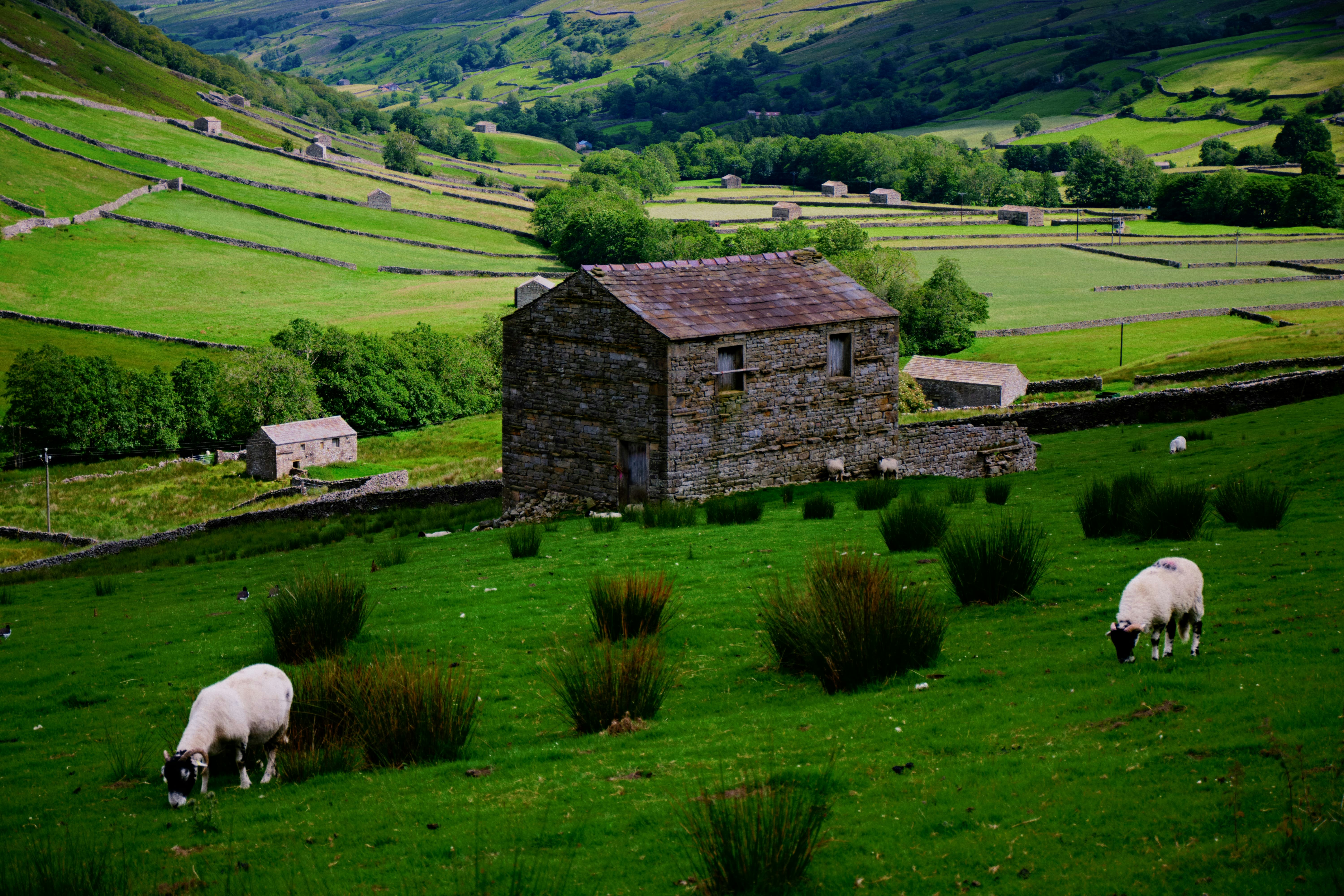 The Wool That Britain Forgot